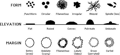 what forms soft uniform colonies